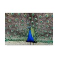 Trademark Fine Art Galloimages Online 'Peacock Portrait' Canvas Art, 12x19 ALI34991-C1219GG